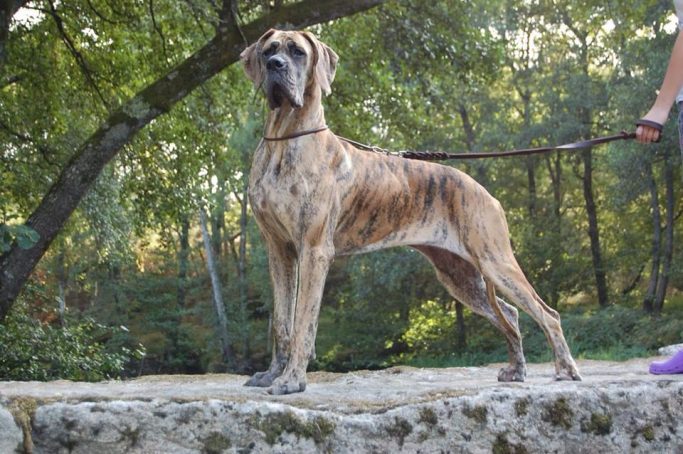 CACHORROS DE GRAN DANES , DOGOS ALEMANES