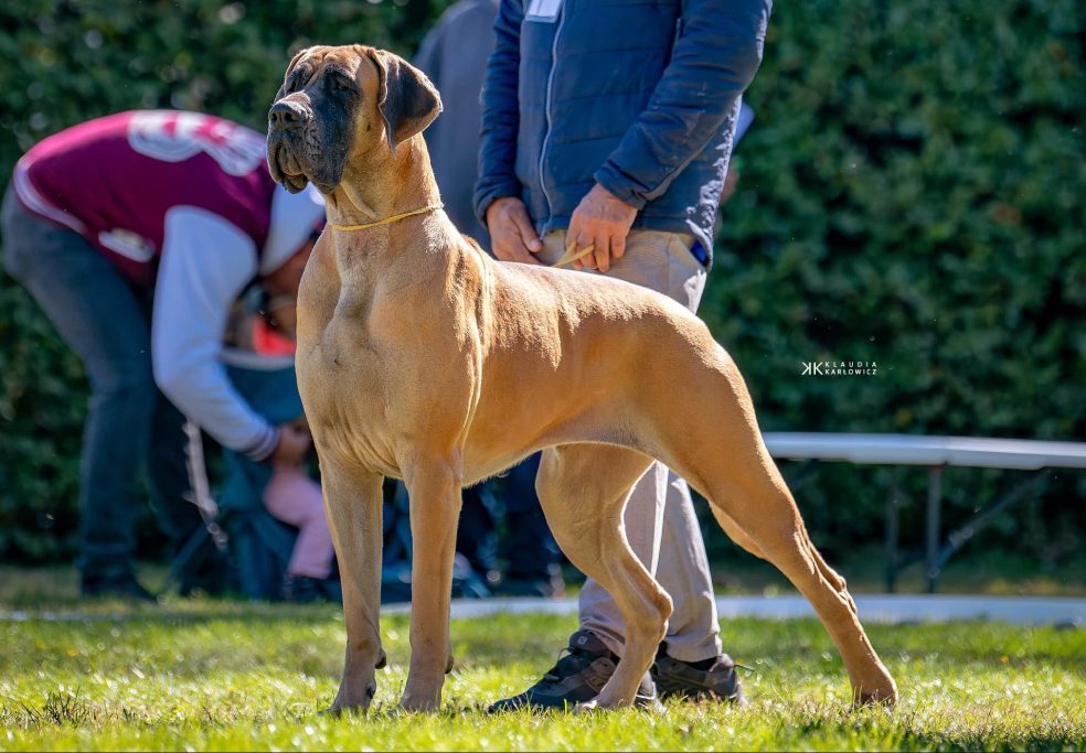 camadas de dogos alemanes , camadas de gran danés, cachorros de gran danés , cachorros de dogo alemán