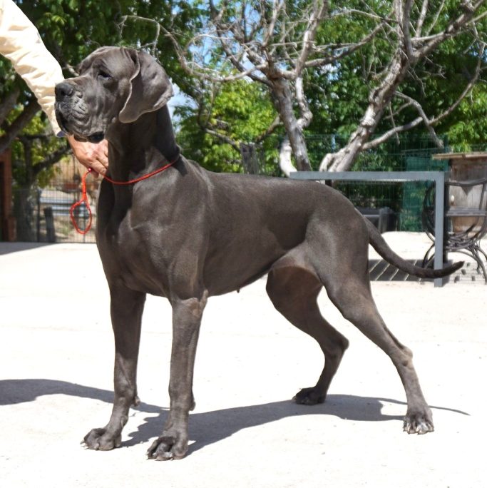 MEJOR CRIADOR DE DOGOS ALEMANES AZUL Y NEGRO DE AZULS