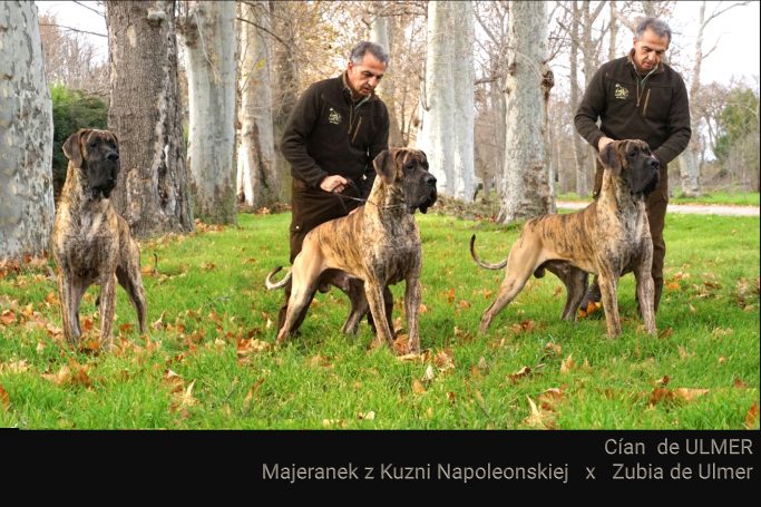 KENNEL ULMER ,CRIADOR DE DOGOS ALEMANES DORADO Y ATIGRADO,CACHORROS DE DOGO ALEMEN