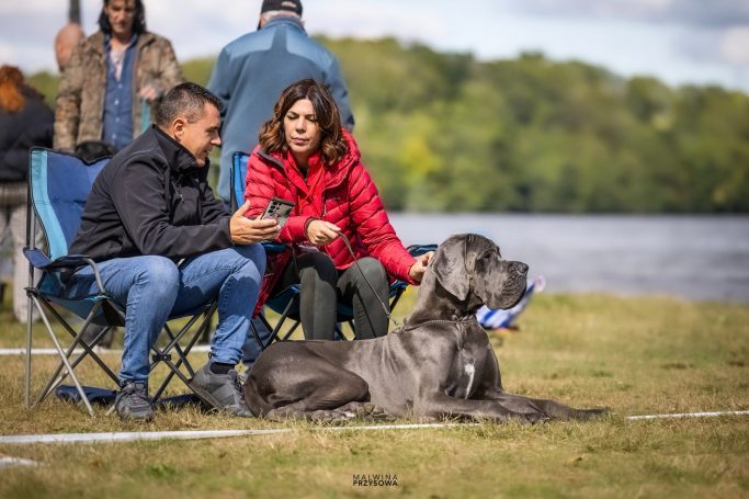 CAMADAS DE DOGO ALEMAN O GRAN DANES