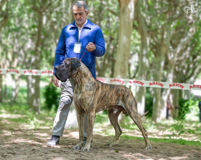 CACHORRO DE DOGO ALEMAN , GRAN DANES EXPOSICIÓN, MEJOR CRIADERO DE DOGOS ALEMANES DORADO Y ATIGRADO