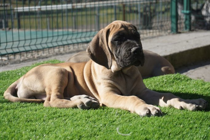 CAHORRO DOGO ALEMAN