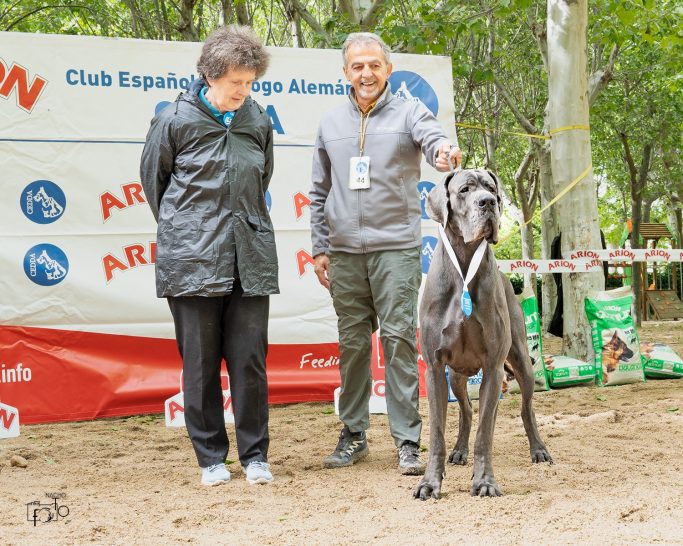 Mejor Criador de Dogo Alemán azul 