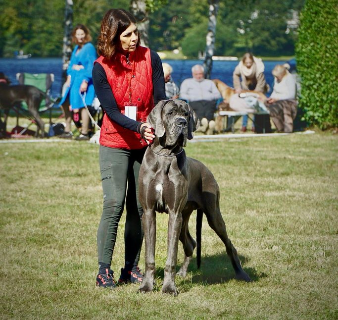 DOGO ALEMAN AZUL, MEJOR CRIADERO