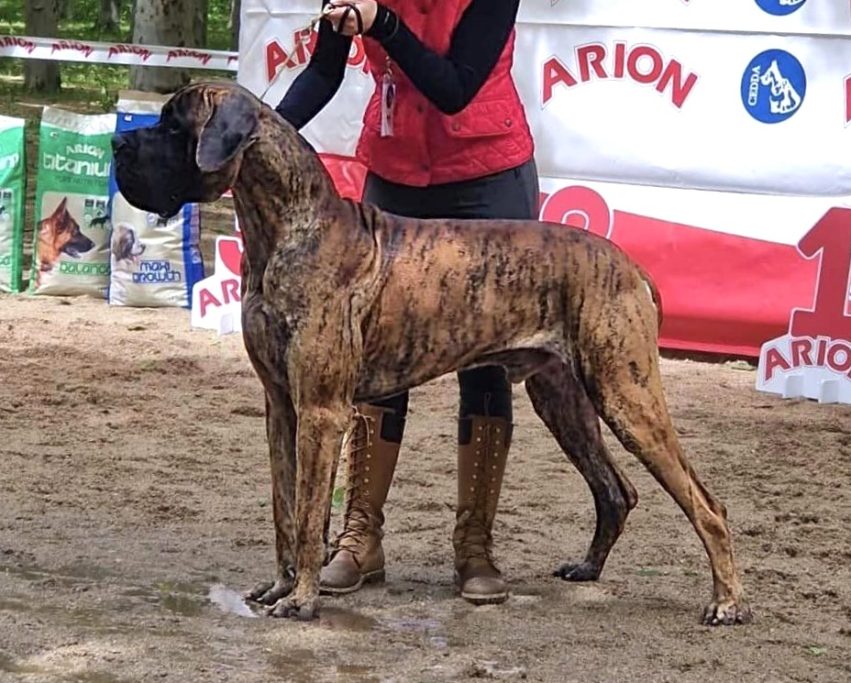 CACHORROS DE DOGOS ALEMANES