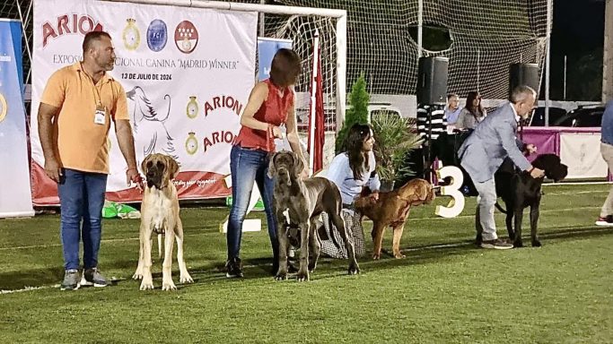 EXPOSICIONES DE DOGOS ALEMANES,RSCE