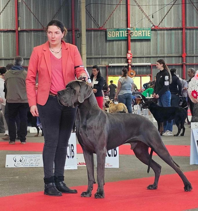 MEJOR CRIADOR DE DOGOS ALEMANES AZUL Y NEGRO DE AZUL, CACHORROS DISPONIBLES