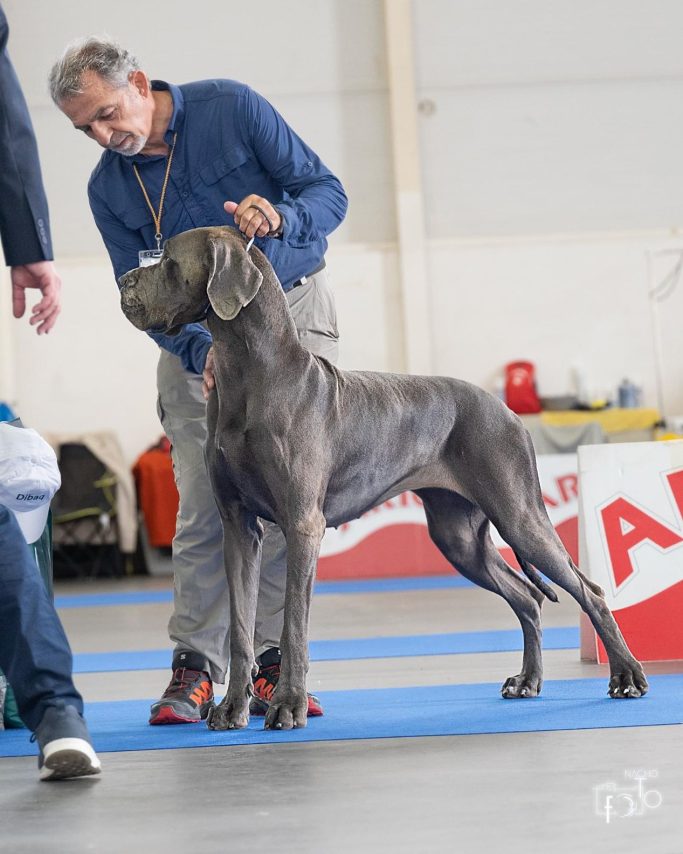 CAMPEONA DE ESPAÑA , DOGO ALEMAN AZUL ,MEJOR CRIADERO DE DOGOAS ALEMANES 