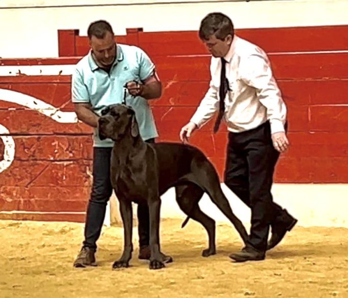 DOGO ALEMAN, RAGNAR DE DOGOKO, MACHO DE GRAN DANES AZUL,KENNEL DOGOKO, ULMER & DOGOKO