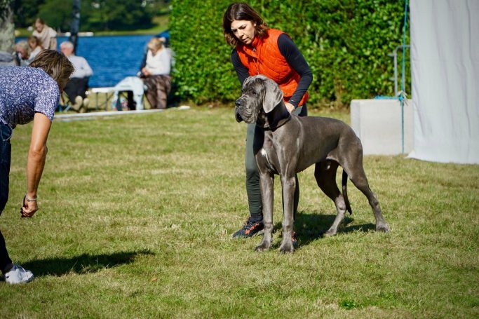 MEJOR CRIADERO DE DOGOS ALEMANES ,DOGO ALEMAN AZUL , DORADO Y ATIGRADO