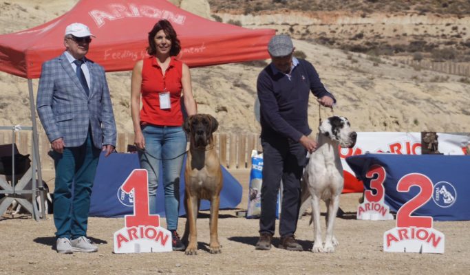 CACHORROS DE DOGO ALEMAN, KENNEL DOGOS ANEMALES , CRIADOR DE DOGOS ALEMANES