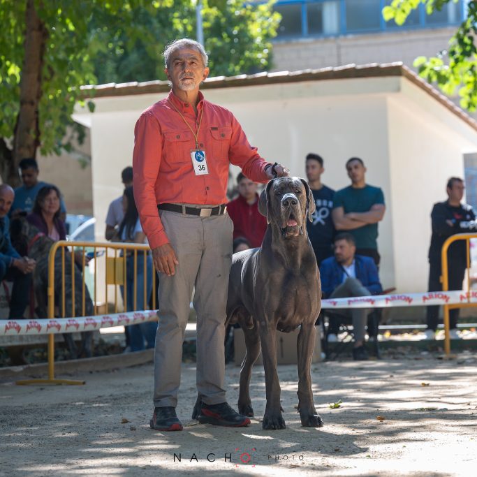 CAMADAS DE DOGO ALEMAN, DE GRAN DANES