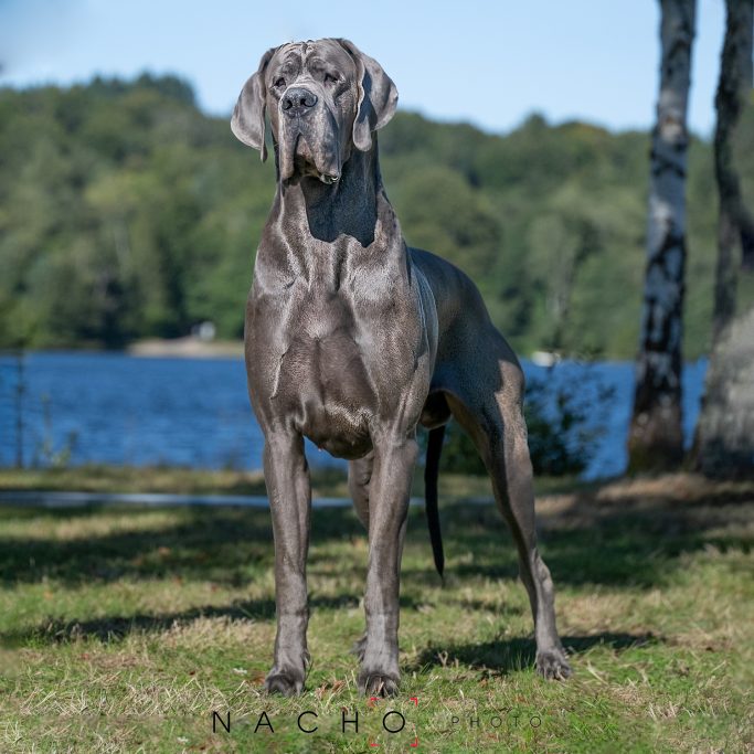 EXPOSICIONES DE DOGO ALEMAN , CAMPEON, CACHORRO DE DOGO ALEMÁN,MEJOR CRIADERO DE DOGO ALEMAN, CUIDADOS DE DOGO ALEMÁN