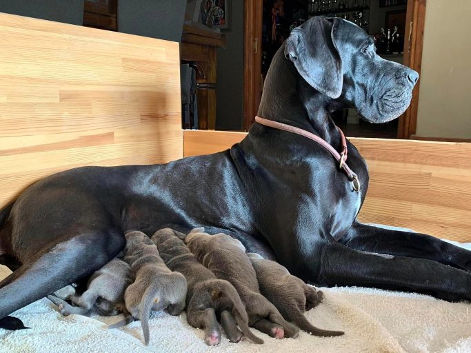 CACHORROS DE DOGO ALEMAN O GRAN DANES,EXPOSICIONES DE DOGO ALEMAN, CRIA DEL DOGO ALEMAN ,MEJOR CRIADERO DE DOGO ALEMAN 