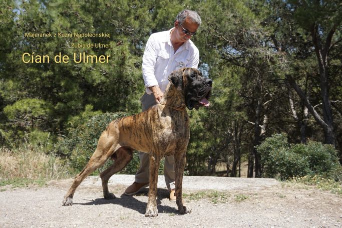 CAMADA 'C' DE ULMER, CACHORROS DE DOGO ALEMEN 