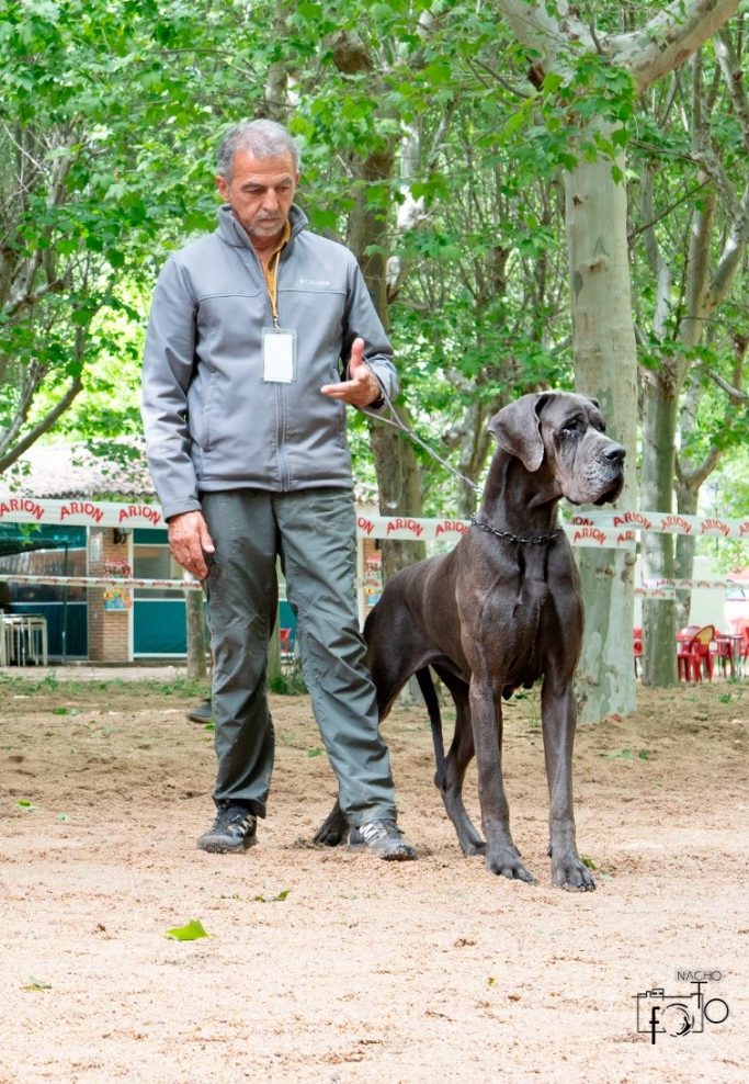 MEJOR CRIADOR DE DOGO ALEMAN AZUL Y NEGRO DE AZUL