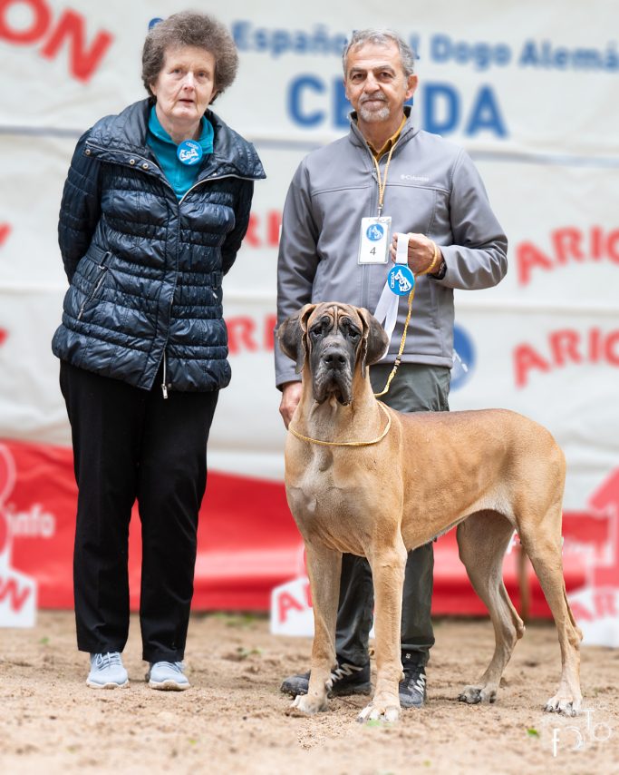 CACHORROS DE DOGO ALEMÁN