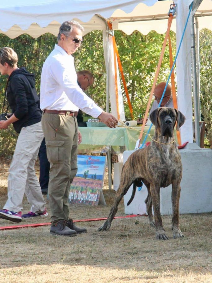 CAMADA 'A' DE ULMER,CACHORROS DE DOGOS ALEMANES