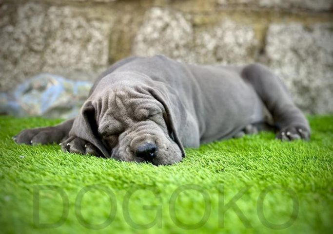 CAMADA 'T' de DOGOKO, CACHORRO DE DOGO ALEMAN, DOGOKO-UMER,MEJOR CRIADOR DE DOGOS ALEMANES AZUL , NEGRO DE AZUL, DORADO Y ATIGRADOS 