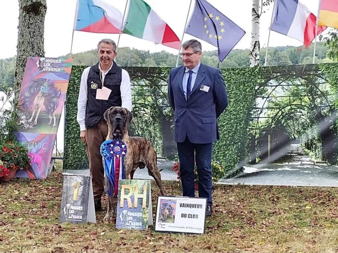 DOGO ALEMAN :: CÍAN DE ULMER.KENNEL ULMER ,CRIADOR DE DOGOS ALEMANES DORADO Y ATIGRADO,CACHORROS DE DOGO ALEMEN