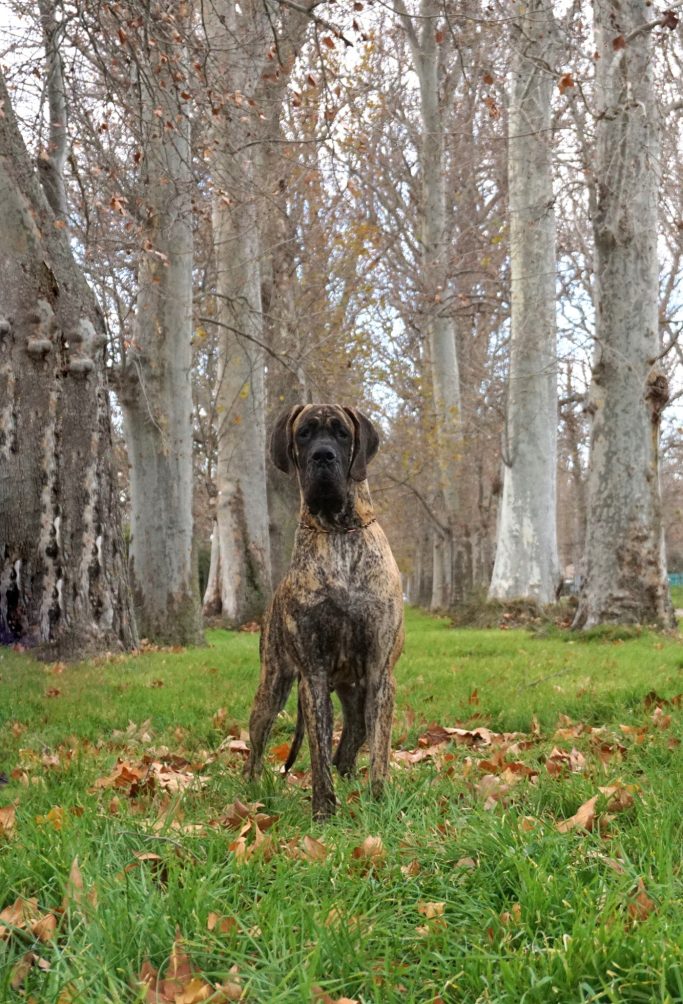 cachorros de Dogo Alemán :: ulmer ,exposiciones de Dogo Alemán