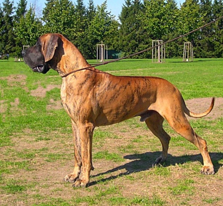 CACHORROS DE DOGO ALEMÁN