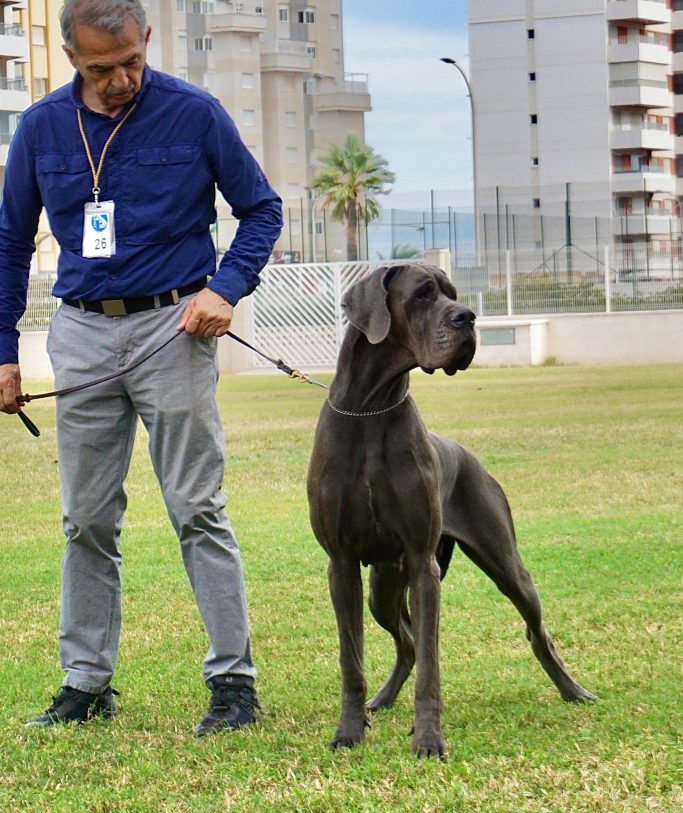 CAMADA 'Q' de DOGOKO