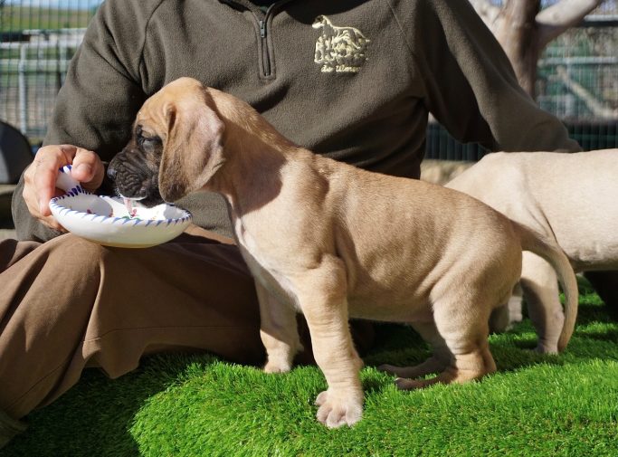 CACHORROS DE DOGO ALEMAN