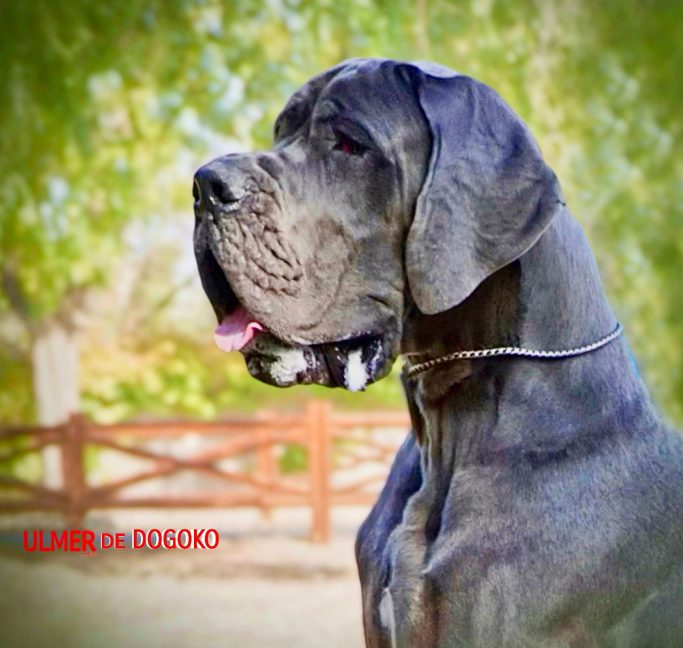 camada 'u' de DOGOKO, mejor criador de azul ,sonia aguado,cachorros de Dogos Alemanes