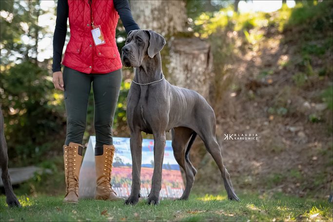 CAMADA 'Q' de DOGOKO,NEUVIC EXPOSICIONES DE DOGO ALEMÁN