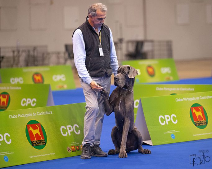 CAMADA 'Q' de DOGOKO, MEJOR CRIADOR DE DOGOS ALEMANES, CACHORROS DE DOGO ALEMÁN