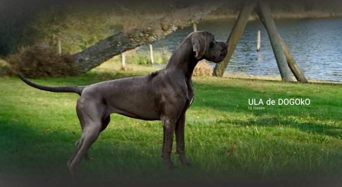 MEJOR CRIADEROA DOGO ALEMAN AZUL Y NEGRO AZUL