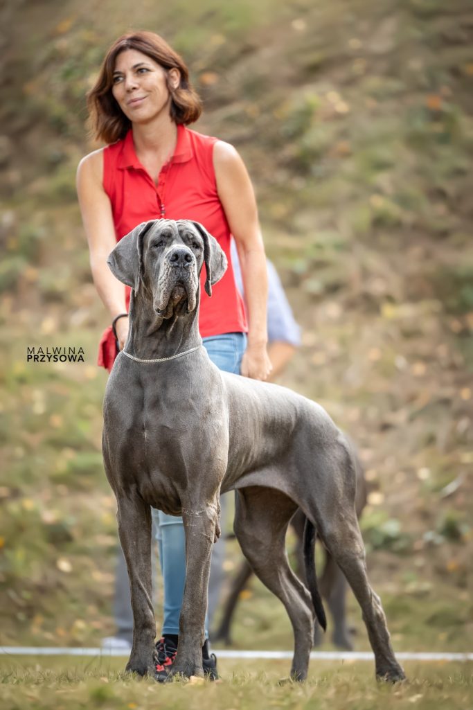 Cachorro de Dogo Alemán o Gran Danés