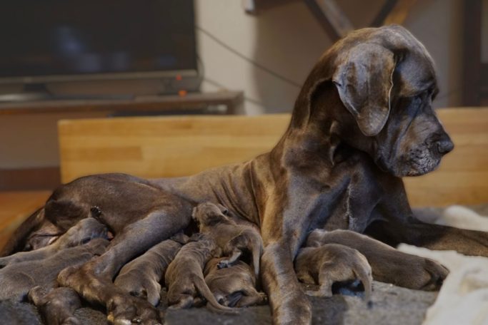 CAMADAS DE DOGO ALEMAN, CAMADAS DE GRAN DANES