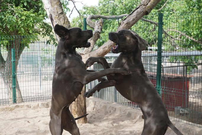 CAMADA 'Q' de DOGOKO