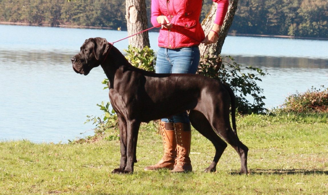 CACHORROS DE DOGO ALEMAN