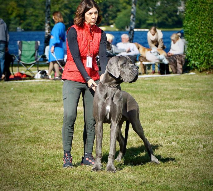 CACHORROS DE DOGOS ALEMANES